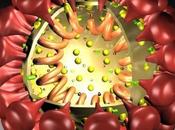 Aumentan casos nuevo coronavirus