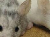 Desarrollan enfoque terapéutico ratones Alzheimer prometedor para humanos