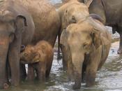 palabras niño elefante huérfano