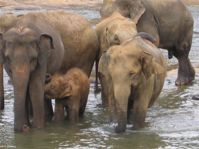Reserva de Elefantes huérfanos Pinnawella, Sri Lanka