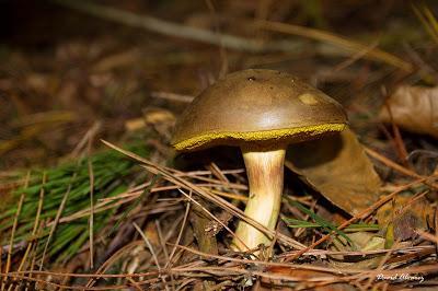 Algunas setas comestibles