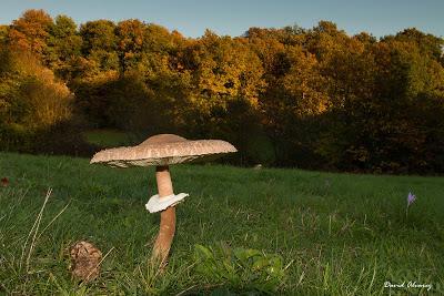 Algunas setas comestibles