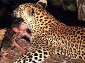 Hablando instinto maternal