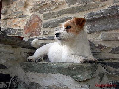 El carácter del Jack Russell Terrier