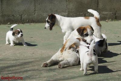 El carácter del Jack Russell Terrier