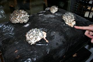 RODRIGO DE LA CALLE #REVOLUCIÓNVERDE