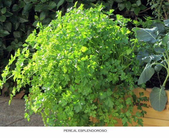 perejil