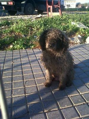 Lala, caniche en situación extrema - Arca Noé Córdoba