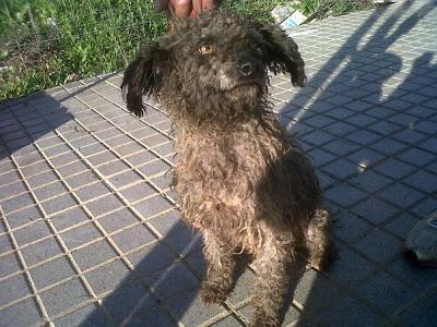 Lala, caniche en situación extrema - Arca Noé Córdoba