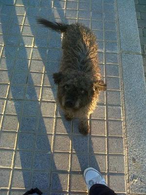 Lala, caniche en situación extrema - Arca Noé Córdoba