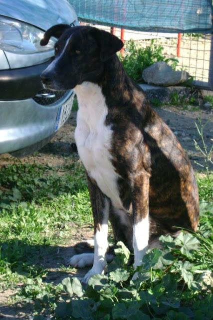 URGENTE!! EMI, perrita cruce de galgo muy buena abandonada!! (Cadiz)