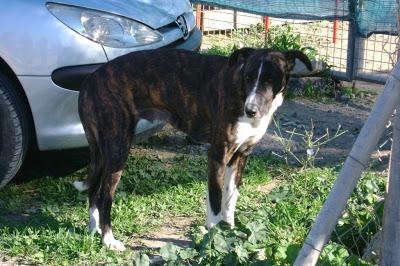 URGENTE!! EMI, perrita cruce de galgo muy buena abandonada!! (Cadiz)