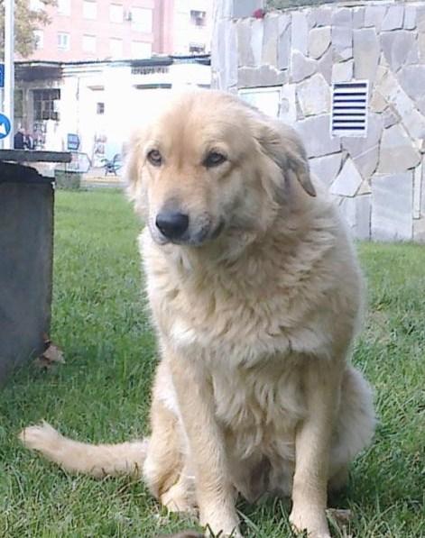 MUY URGENTE!! Mastina, en una rotonda, su compañero ya ha muerto atropellado!! (Toledo)