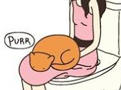 Gatos