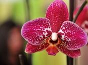 Trasplantar Orquídea