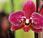 Trasplantar Orquídea