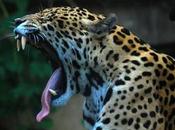 ¿Porqué bostezamos? ¿Para sirve bostezo? Algunas claves