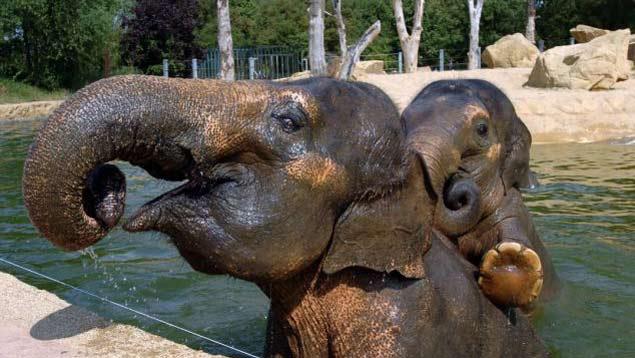 50 elefantes borrachos destruyen un pueblo – NOTICIAS DIVERTIDAS