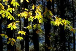 Hoy es lunes, pero... (Montseny, 2 decembre 2012) HOY ES LUNES, PERO…