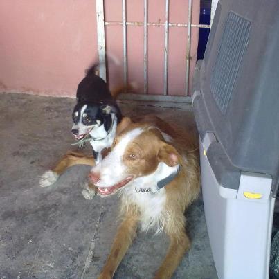 Foto: ROMEO Y JULIETA **** ESTOS DOS ÁNGELES SON ROMEO Y JULIETA..NO PUEDEN VIVIR EL UNO SIN EL OTRO..( LO ENTIENDO PERFECTAMENTE..) ESTÁN EN ACOGIDA PROVISIONAL EN MURCIA..ES MUY MUY URGENTE ADOPCIÓN PARA ELLOS...EN MURCIA O ALREDEDORES...SUPONGO QUE LA RAZÓN SERA PARA QUE PUEDAN ESTAR LOS DOS JUNTOS...( NO LES SEPAREMOS) SE QUE PUDE COSTAR.. PERO NO ES IMPOSIBLE.. EL CONTACTO ES: Juani..696 21 31 35 juaniresidencia@hotmail.com