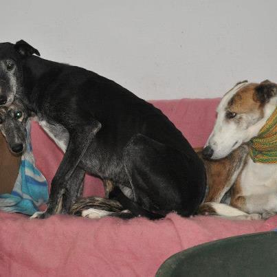 Foto: Seguimos y no paramos por desgracia  Hace una semana, Esther una compañera de Valladolid nos llamó angustiada porque conocía un galguero de la zona  que quería deshacerse de sus tres galgos por no poderlos dar de comer (omitimos pensamiento ) Ante su temor de que acabaran en manos de otros galgueros que siguieran exprimiéndolos se puso manos a la obra  y consiguió contactar con nosotros para ver si podíamos ayudarlos de alguna  Cuando vimos sus caras de terror y a pesar de que estamos a tope sin sitio y con las casas de acogida llenas no pudimos mirar para otro lado y decidimos ayudarlos y hacernos cargo de ell@s. Ante la falta de sitio alquilamos un chenil en la residencia Scooby Valladolid donde Cobbie un ángel para los mas maltratados  los está cuidando y mimando para quitarles el miedo en su mirada y hacerles ver que no todos los humanos son como los que por desgracias hasta ahora conocieron. Nos cuenta Cobie que son unos ángeles, que no dan un ruido y se portan genial. DÀRTACAN 4 años , (Blanco y Barcino)el macho es mas sociable y cariñoso, se nota que él ha tenido más contacto con “humanos “en la temporadas de caza MINNIE 4 años ,(Barcina) y LUSIE 7 años , (Negra) se nota para que las han utilizado ya que no están acostumbradas a los humanos, son muy tímidas y se protegen entre ellas  Van cada vez mejor pero necesitamos acogida para ell@s y así que tengan contacto con humanos de verdad y se les quite la imagen que hasta ahora tienen de nosotros y aprendan a confiar. Necesitan cariño, tranquilidad y olvidar la vida de sufrimiento que han llevado  Si alguien se anima a acoger hasta su sociabilización y posterior adopción a estos ángeles … info@fundacionluna.org 606 089 857 GRACIAS ¡!!!