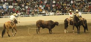 3 Potrillos, Campeón El Dorado