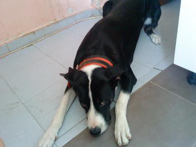 SOS!! BETTY , perra joven cruce de gran danés LA MATAN EN UNA SEMANA, ACOGIDA URGENTE! (SEVILLA)‏