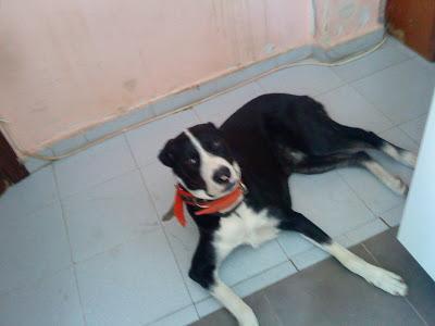 SOS!! BETTY , perra joven cruce de gran danés LA MATAN EN UNA SEMANA, ACOGIDA URGENTE! (SEVILLA)‏