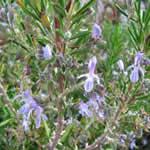 romero, plantas curativas