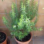 romero, plantas curativas