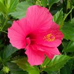 Hibisco, o Malvarrosa