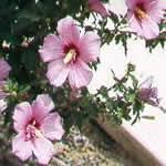 Hibisco, o Malvarrosa