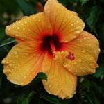 Hibisco, o Malvarrosa