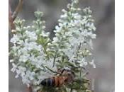 Cedrón, característico perfume cítrico