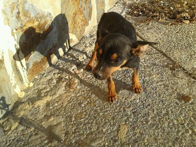 MINI PINSCHER CON LOS OJOS LLENOS PUS !!! ¿ALGUIEN PUEDE AYUDAR? CADIZ/SEVILLA.