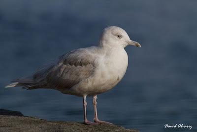 Las gaviotas blancas del Ártico