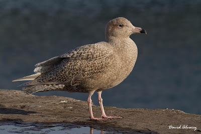 Las gaviotas blancas del Ártico