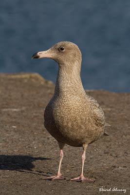 Las gaviotas blancas del Ártico