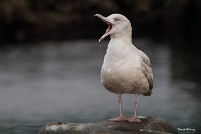 Las gaviotas blancas del Ártico