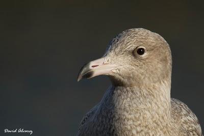 Las gaviotas blancas del Ártico