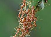 Actas congreso aifbi