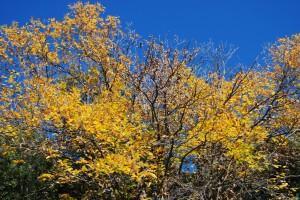 Vivir la vida, intensamente (I) (Montseny, 2 decembre 2012) VIVIR LA VIDA, INTENSAMENTE (I)