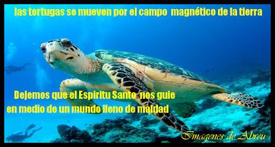 COMO LAS TORTUGAS