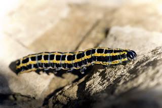 Para ampliar Anarta (Calocestra) pugnax hacer clic