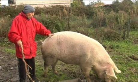 El cerdo gallego Quinín se libra de su quinto sacrificio por San Martín