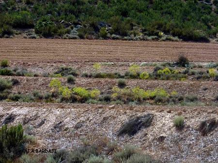Ferula loscosii (Lange) Willkomm. Observaciones de campo realizadas por los Agentes para la Protección de la Naturaleza del Gobierno de Aragón (APNs)