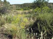 Ferula loscosii (Lange) Willkomm. Observaciones campo realizadas Agentes para Protección Naturaleza Gobierno Aragón (APNs)