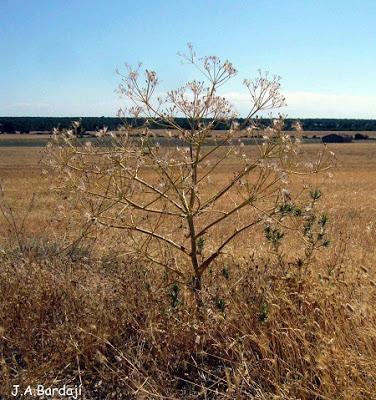 Ferula loscosii (Lange) Willkomm. Observaciones de campo realizadas por los Agentes para la Protección de la Naturaleza del Gobierno de Aragón (APNs)