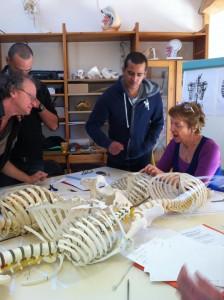 CURSO DE ANATOMÍA PARA EL MOVIMIENTO: El PSOAS