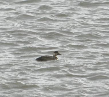 Negrones comunes en Luanco